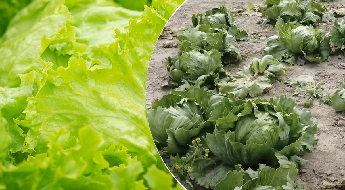 Кочаны будут большими и сочными: как вырастить салат Айсберг в домашних условиях