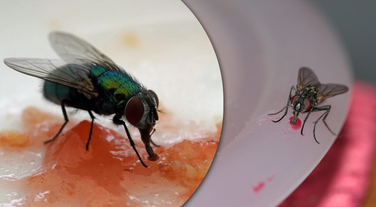 Как избавиться от мух в доме: эксперт назвал лучшие народные средства