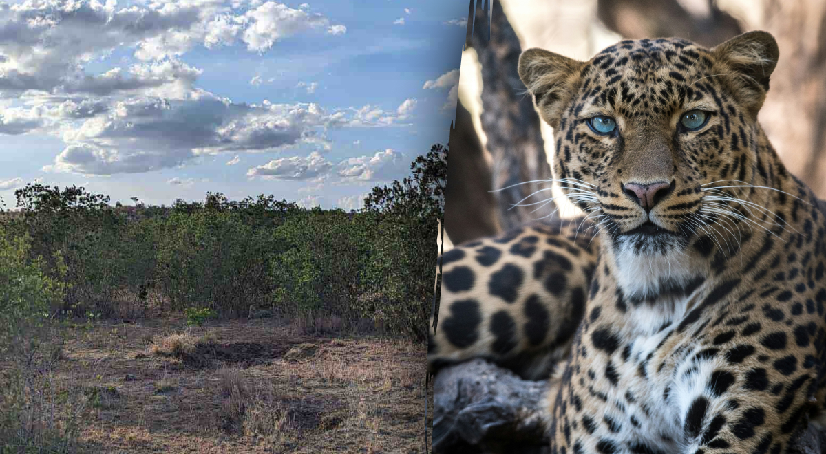 Только самый внимательный увидит леопарда в джунглях за 8 секунд: сложная загадка