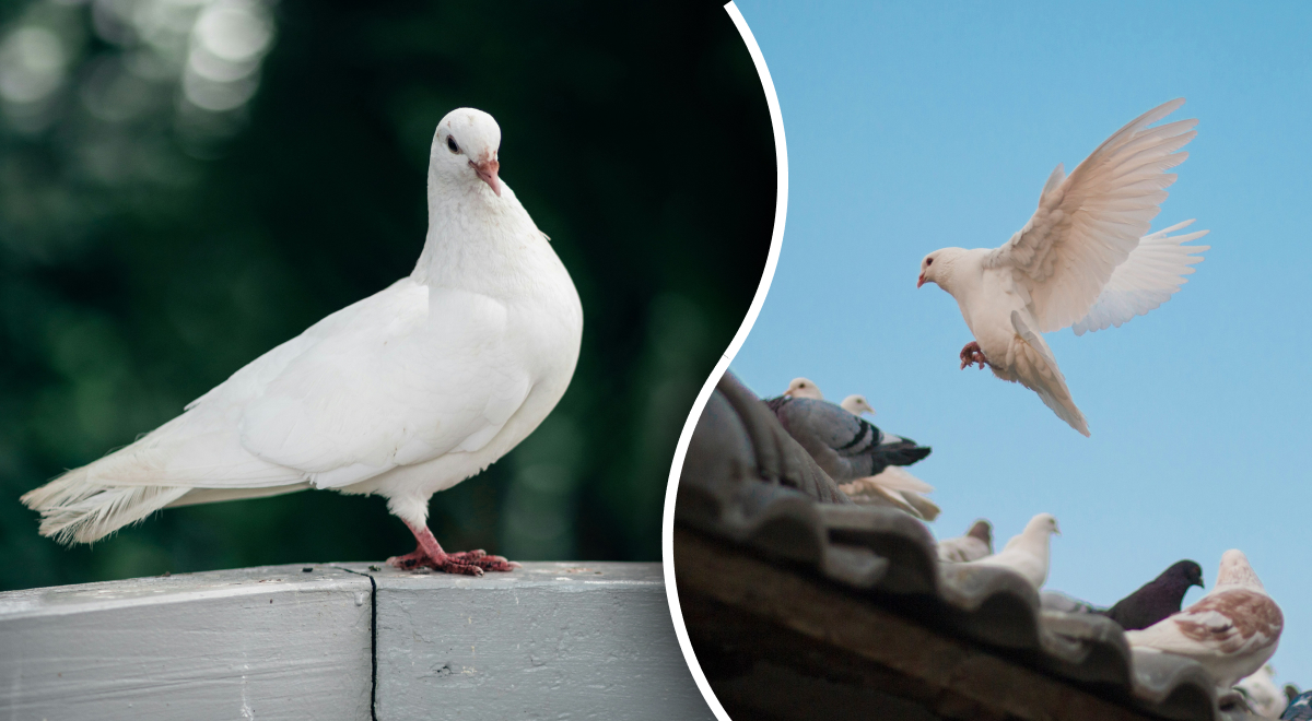 3 простейших способа, как отпугнуть голубей: методы, которые сработают безотказно