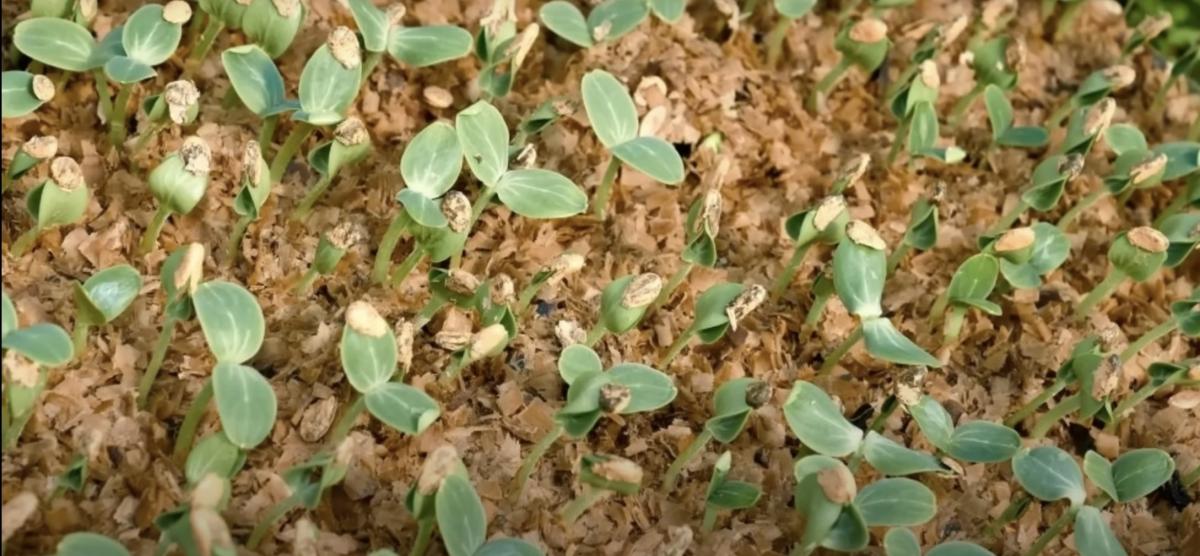 Як виростити огірки японським методом 