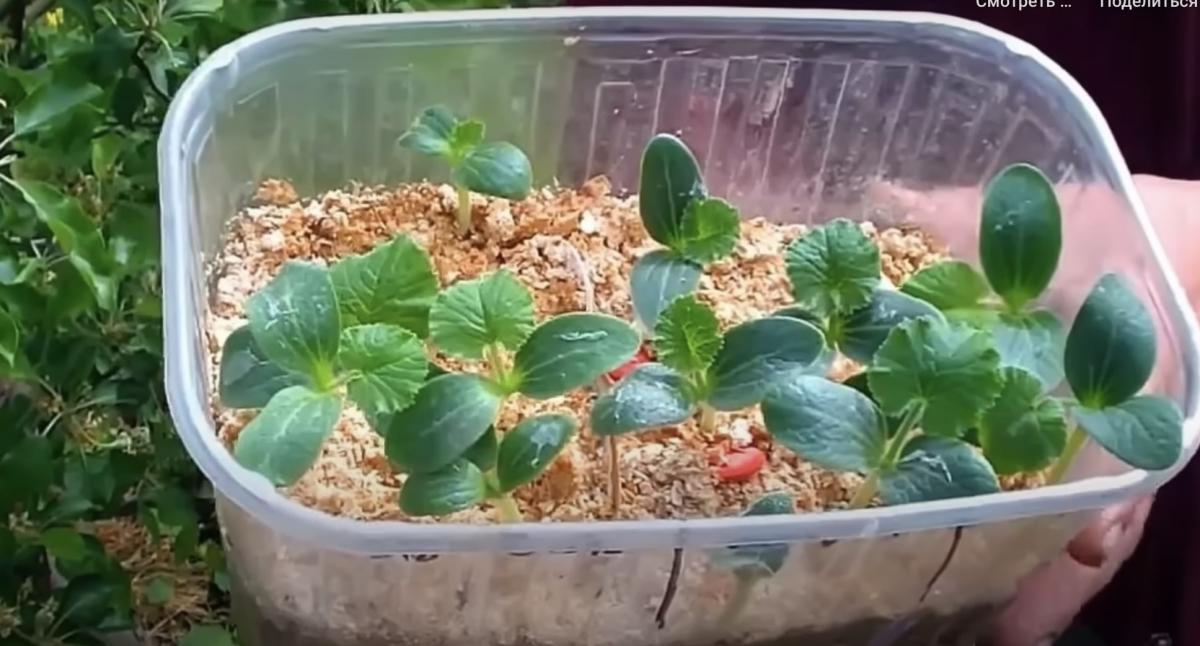 Розсада буде сильною і не хворітиме 