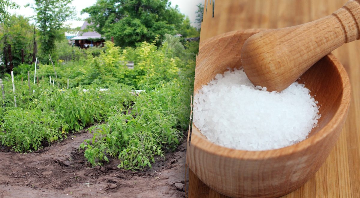 Огородники засыпают землю солью и получают ошеломляющий результат: зачем  они это делают