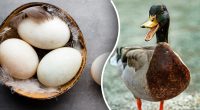 Чи можна їсти людям качині яйця і чим це небезпечно: відповідь здивує