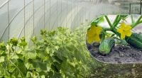 Копійчаний засіб врятує весь урожай: що покласти в лунку при посадці огірків