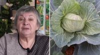 Що не можна садити з капустою: прості, але дуже потрібні поради для дачників
