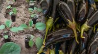 Де краще садити баклажани, щоб мати величезний урожай