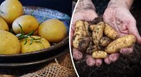 Чому люди у Фінляндії їдять неочищену картоплю