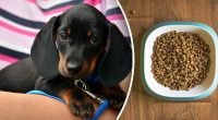 М'ясом там тільки пахне: із чого роблять сухий корм