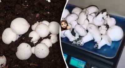 Як вирощувати печериці в домашніх умовах Як вирощувати печериці в домашніх умовах