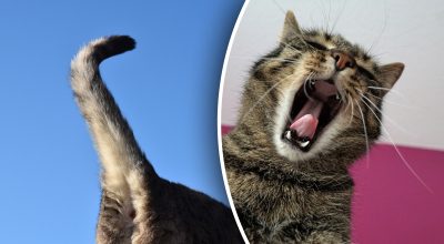 Що буде, якщо кота тягнути за хвіст Що буде, якщо кота тягнути за хвіст