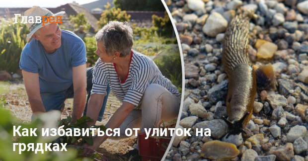 Как избавиться от слизней на грядках - что не любят слизни - Главред