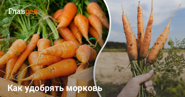 Гидролат семян моркови мл