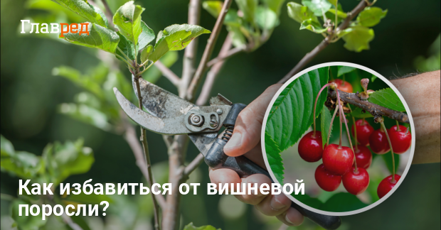 Что делать с порослью вишни - как избавиться от вишневой поросли - Главред