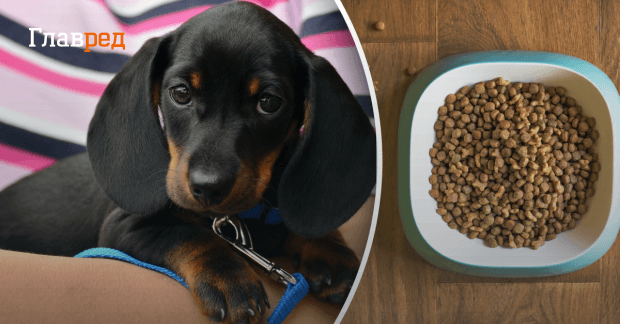 Из чего делают сухой корм - как делают корм для животных - Главред