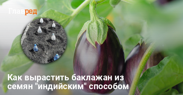 Баклажан Брюнет: как вырастить и ухаживать