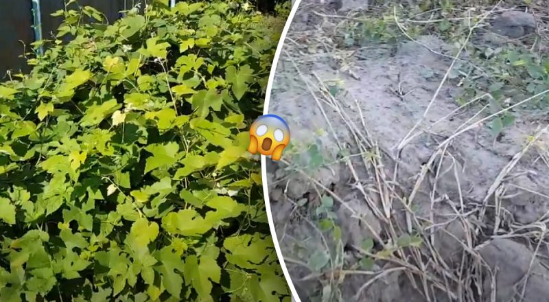 Як позбутися хмелю на дачній ділянці - "згорить" і більше не вилізе