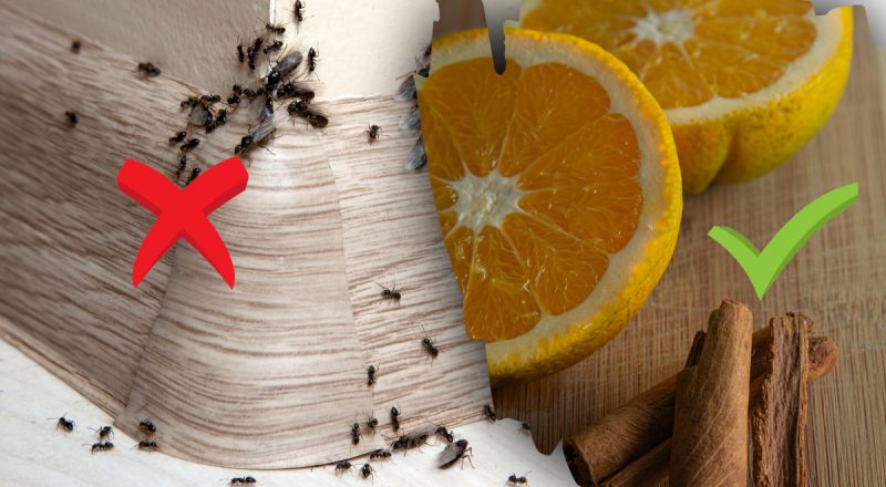 Втечуть назавжди: як позбутись мурах із будинку та квартири