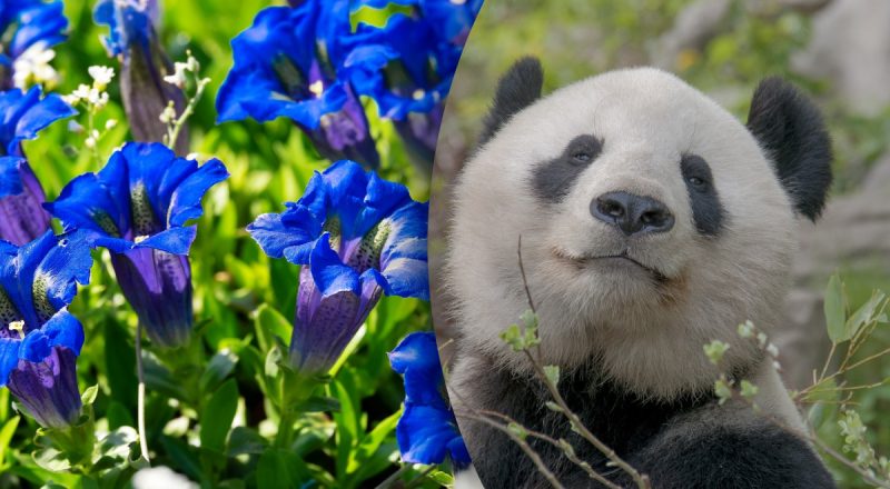 Китайський гороскоп на сьогодні 6 квітня: Кроликам - розчарування, Козлам - фінансові збитки