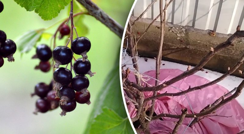 Зачем нужно поливать смородину кипятком - инструкция от опытного садовода