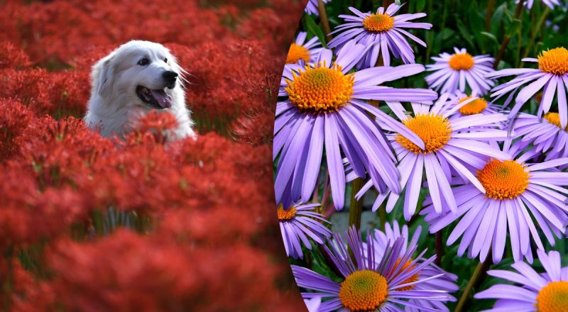 Китайський гороскоп на сьогодні 9 квітня: Бикам - зрада, Собакам - доленосна зустріч