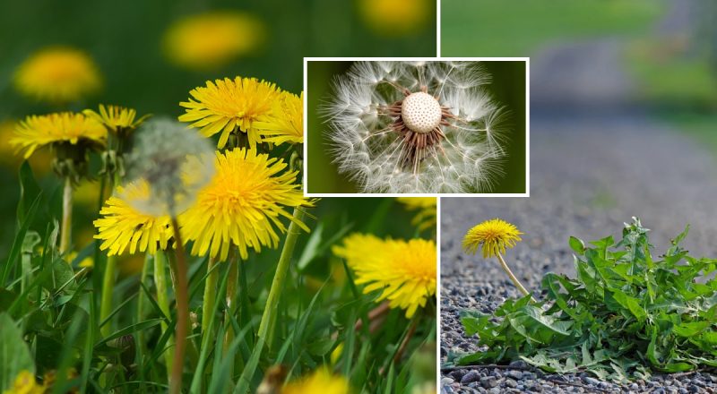 Одуванчики исчезнут на глазах: эксперты раскрыли "эффективный" способ их уничтожения