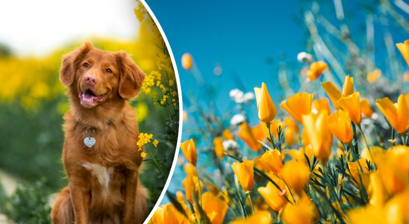 У собаки може зупинитися серце: які небезпечні квіти ростуть у вашому саду