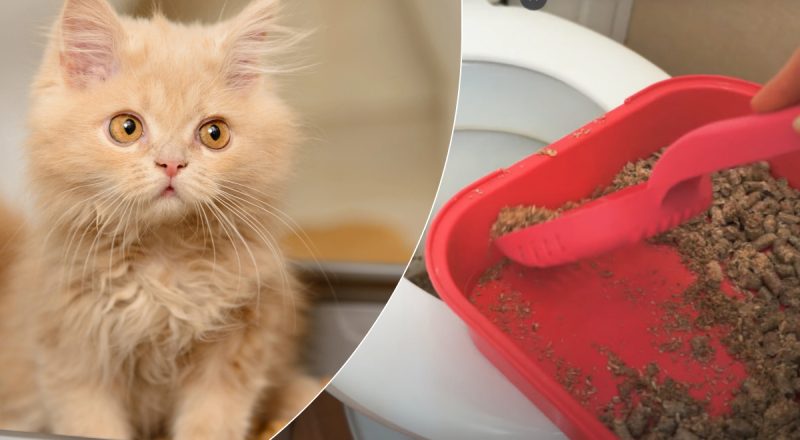 Причина неочевидна: чому не можна викидати котячі фекалії в унітаз