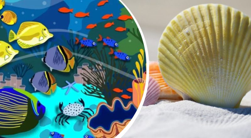 Потрібно знайти мушлю на морському дні за 20 секунд: головоломка на уважність