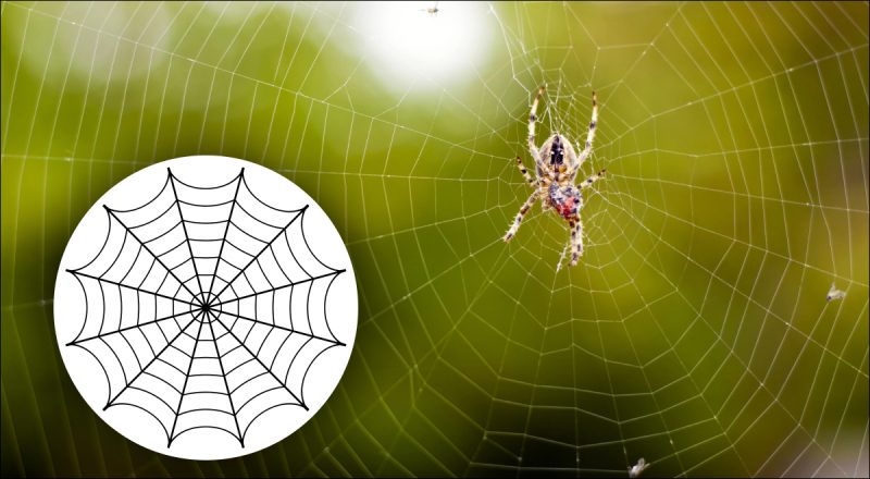 Як позбутися павуків у будинку: які трюки допоможуть впоратися з проблемою