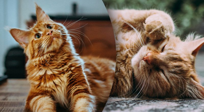 Странно себя ведет: как понять, что кошка готовится к смерти