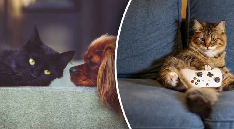 Как убрать шерсть домашних животных: эксперты назвали 3 лучших способа