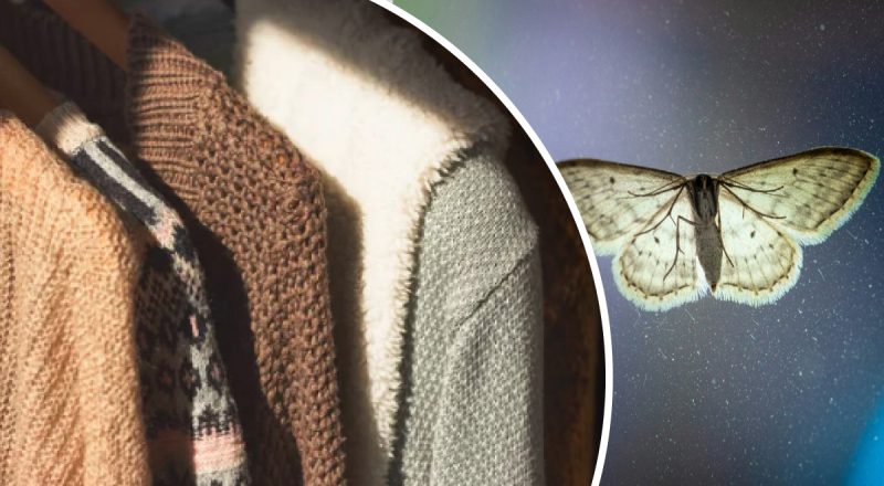 Як позбутися молі раз і назавжди: фахівці розкрили дієвий метод