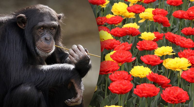 Китайский гороскоп на завтра 20 апреля: Крысы - будьте осторожны, Драконам - расходы