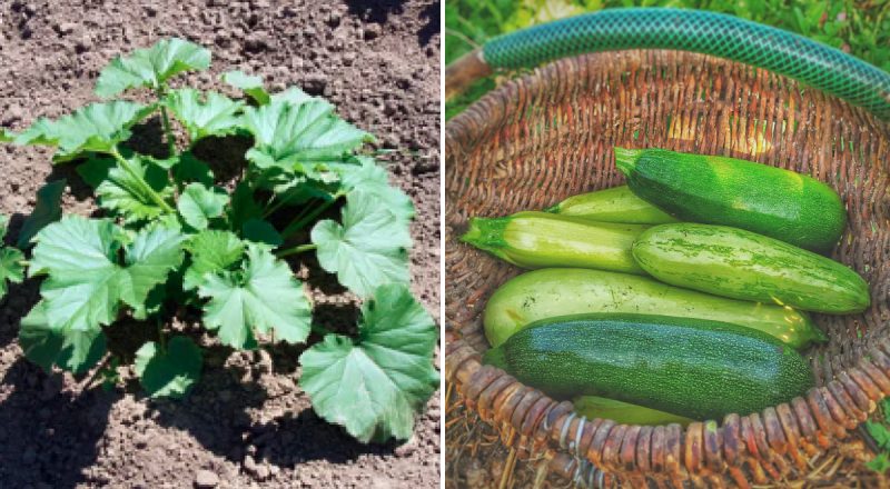 Урожай вразить: коли садити кабачки у відкритий ґрунт за місячним календарем