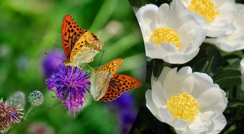 Китайский гороскоп на сегодня 23 апреля: Драконам - глупые ссоры, Свиньям - крупная ошибка