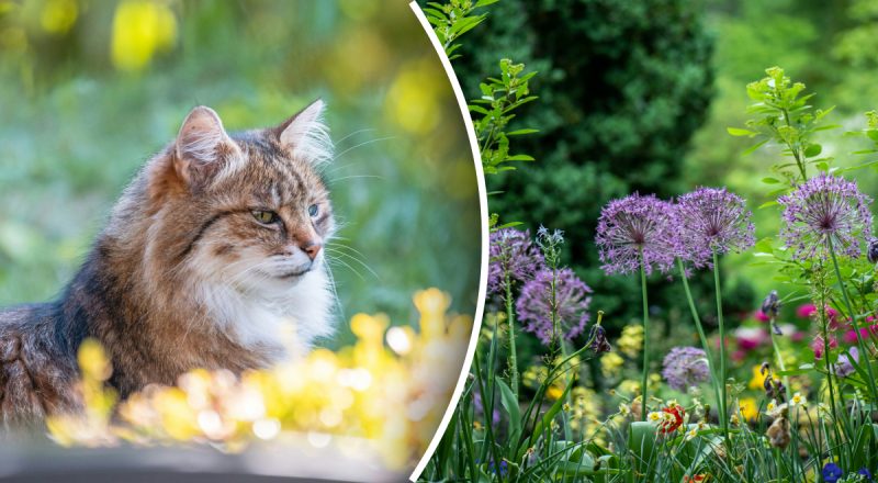 Як відучити кота гадити у клумбах та саду: забудуть туди дорогу