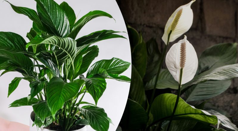 "Женское счастье" пышно зацветет: почему нужно держать его в одном месте