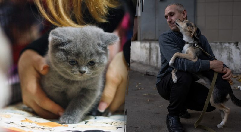 Домашні тварини можуть бути екстрасенсами: психолог назвав 4 таємні ознаки