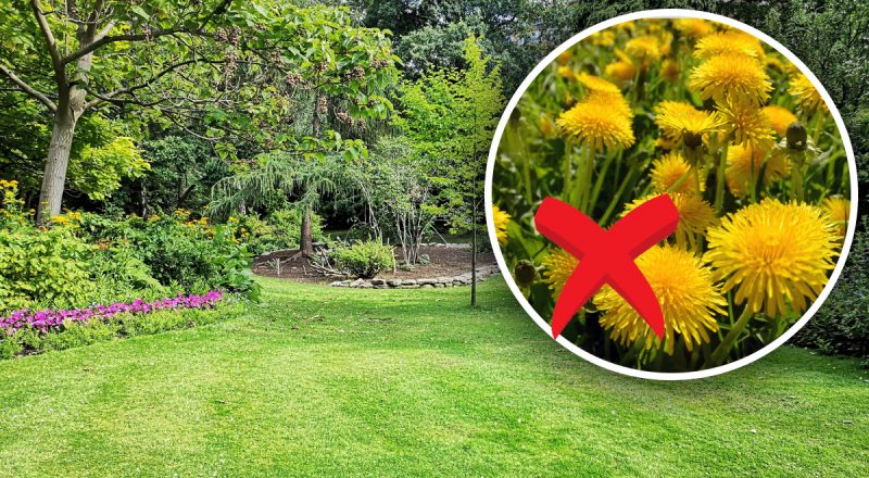 Кульбаби зникнуть назавжди: садівник розповів про три геніальні методи