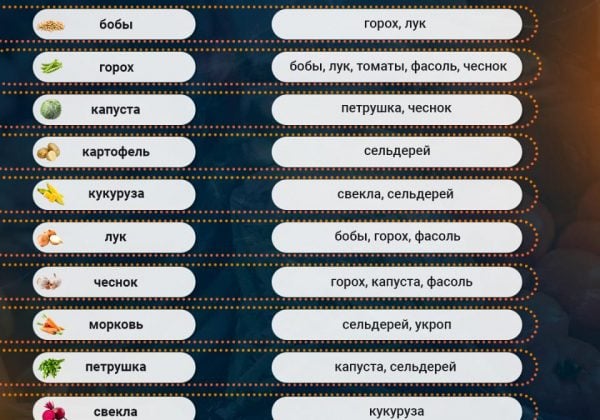 Какие растения нельзя выращивать совместно