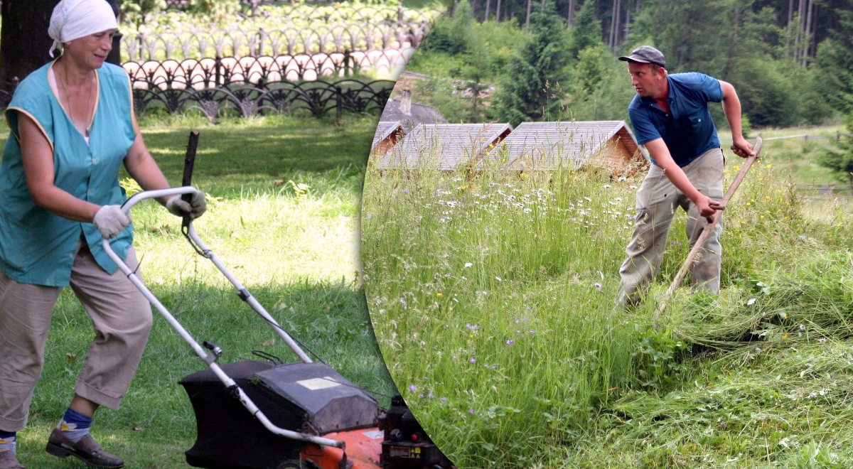 Эксперты призвали не косить газон еще в течение 2 месяцев: в чем причина