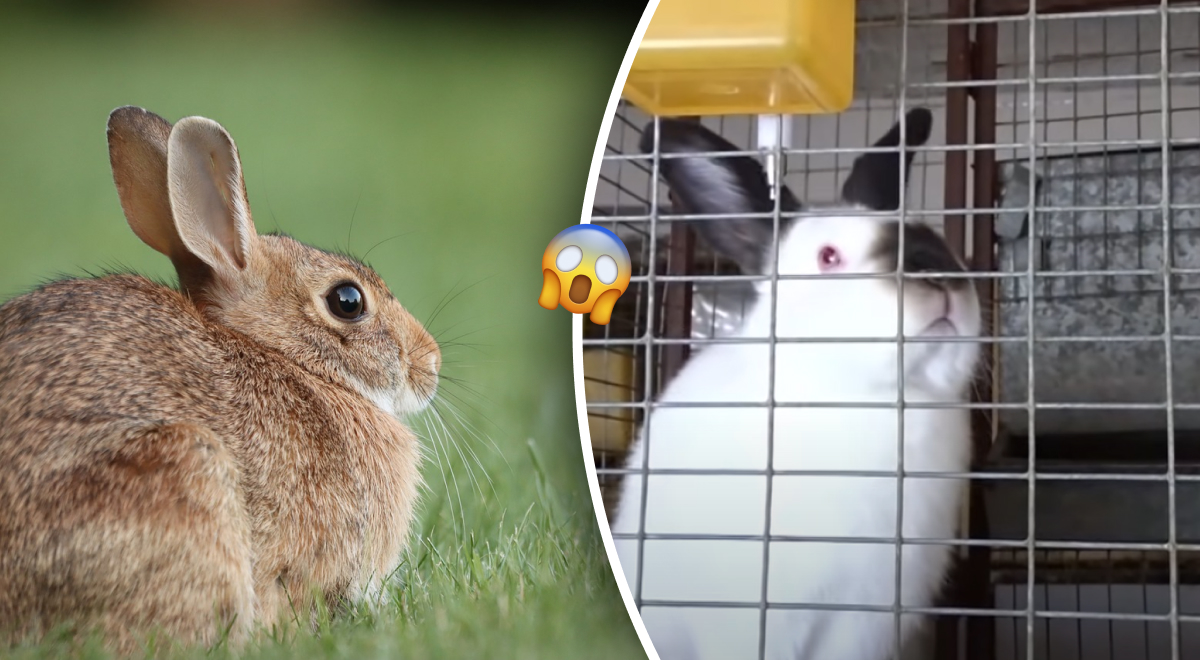 Почему в Австралии ненавидят кроликов - даже не едят