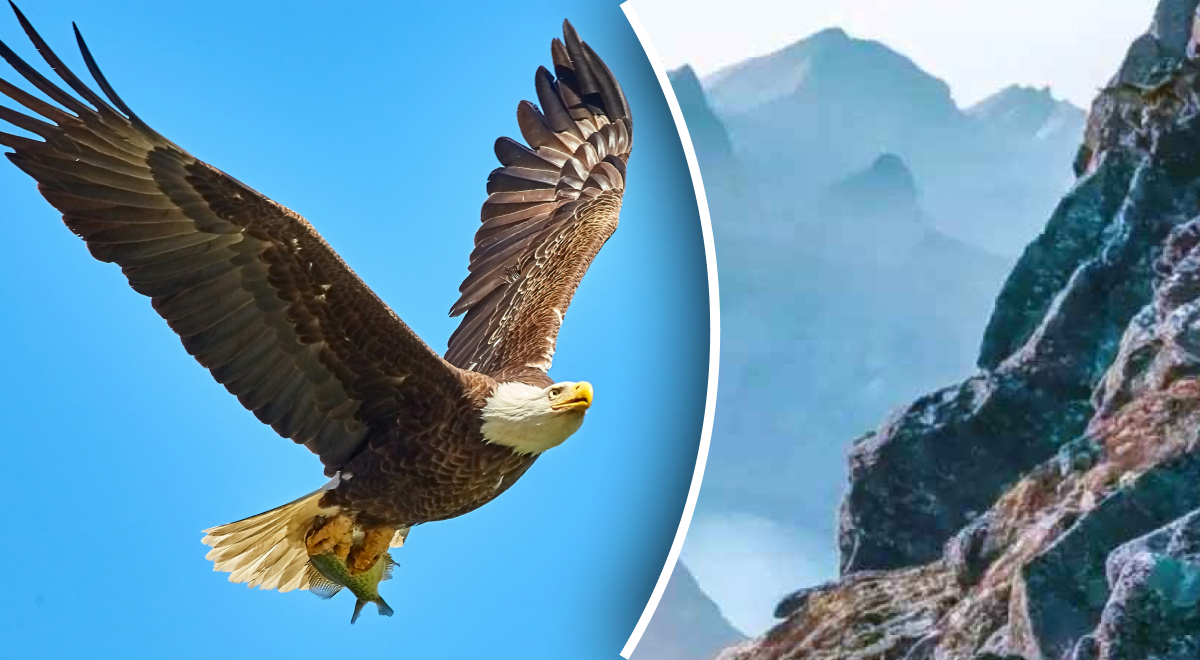 Найти орла в горах за 6 секунд смогут лишь единицы: невероятная загадка для сообразительных