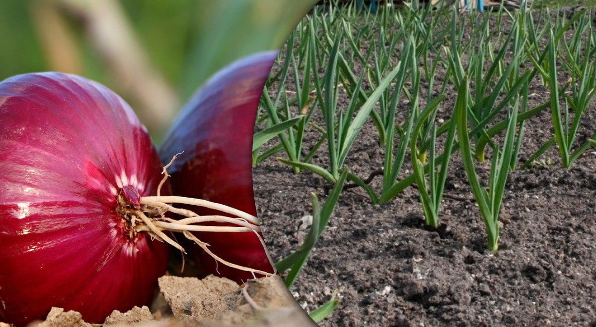 Чем подкормить лук: хитрый фокус стопроцентно спасет весь урожай
