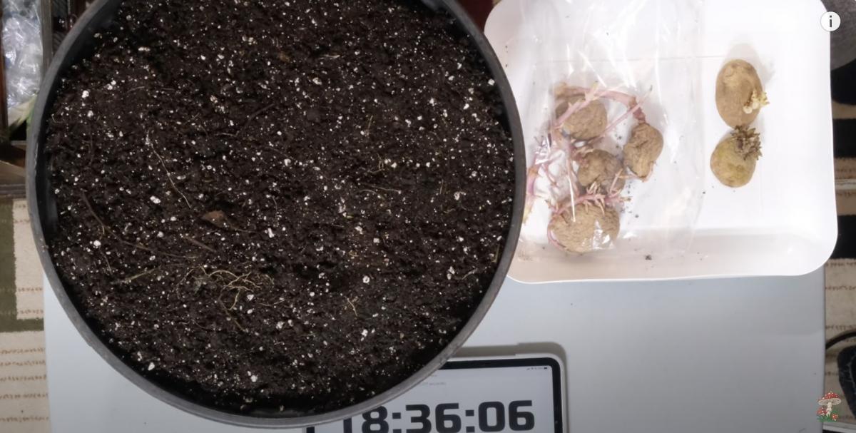 Как посадить картошку в горшок Как посадить картошку в горшок