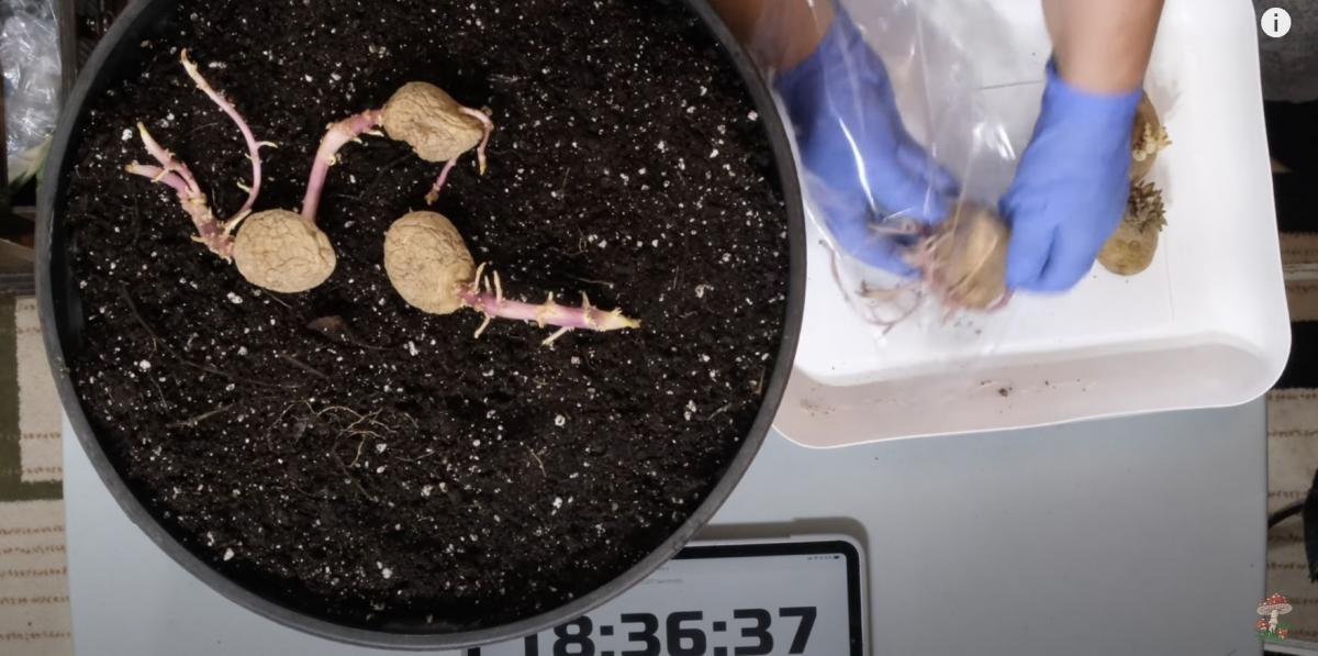 Перед посадкою картоплю потрібно обов'язково проростити Перед посадкою картоплю потрібно обов'язково проростити