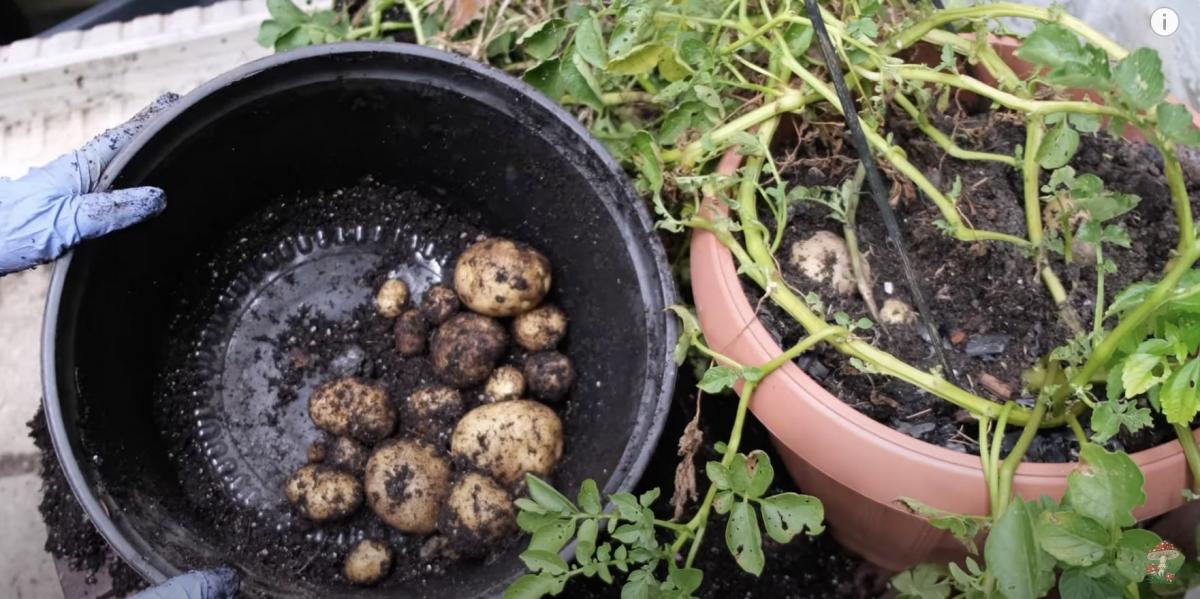 Ось такий урожай можна отримати, вирощуючи картоплю у вазоні Ось такий урожай можна отримати, вирощуючи картоплю у вазоні