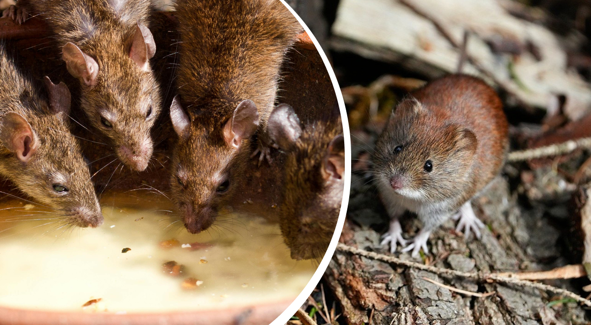 Крысы не подойдут на километр: какие 4 растения лучше всего отпугивают грызунов