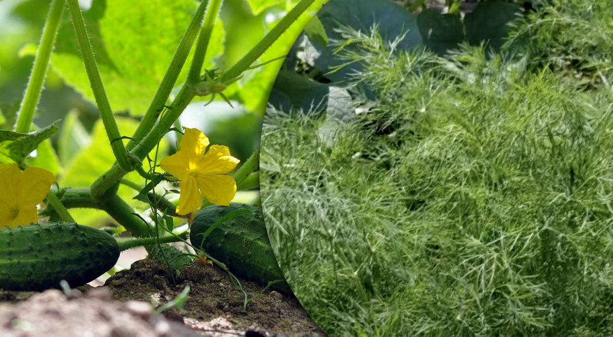 Раскрыт секрет шикарного урожая: что посадить рядом с огурцами